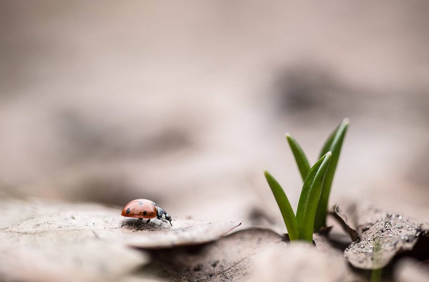 пробуждение, жук, весна, март, прошлогодние листья, пролески, листья, воронеж, Геннадий Мещеряков