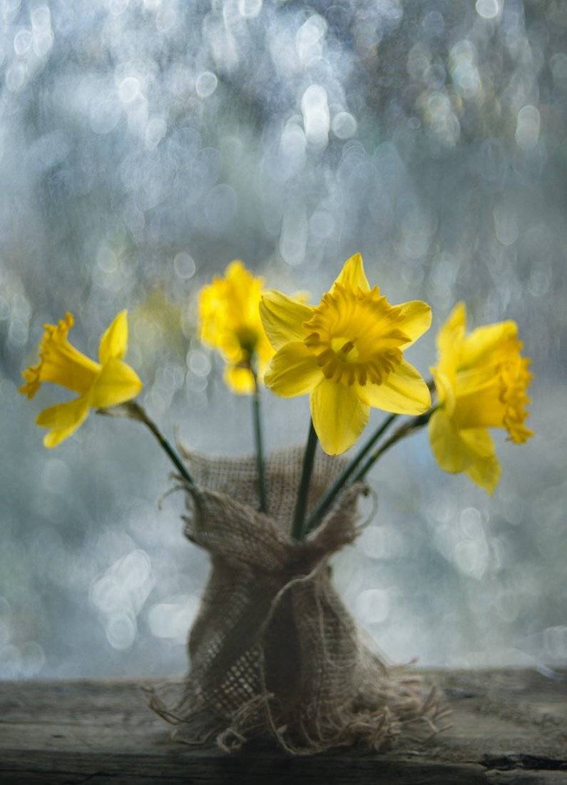 , Елена Брежицкая