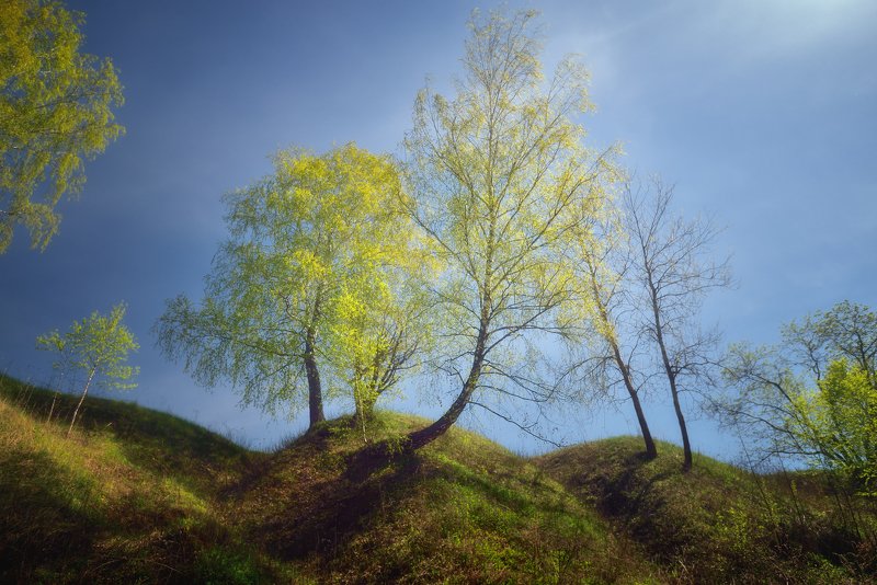 Молодая зелень фото превью