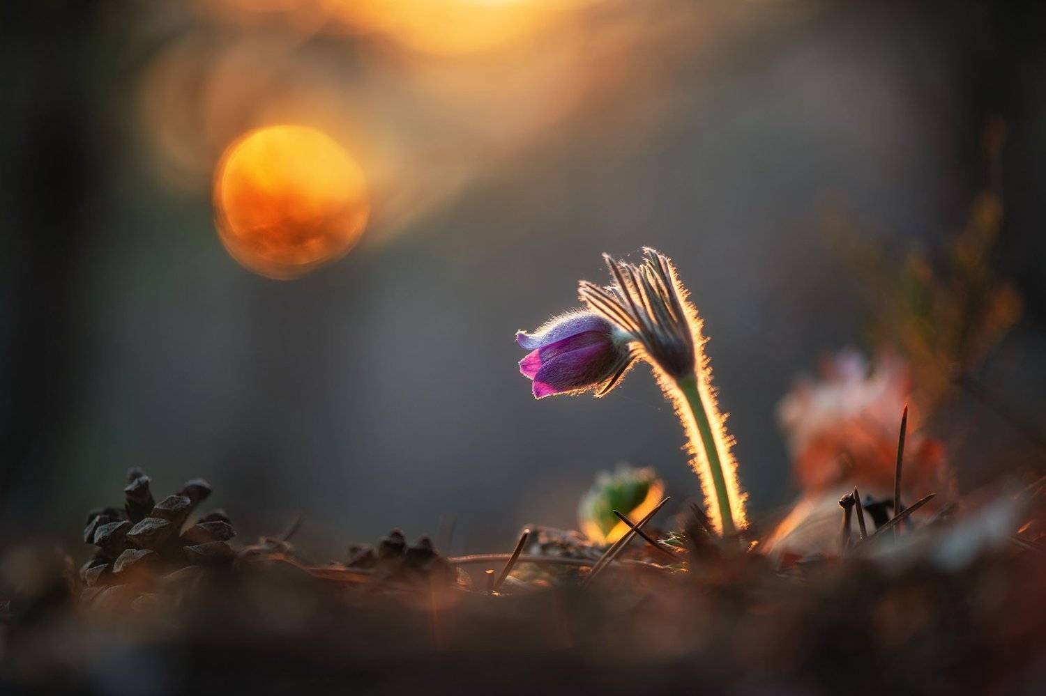 , Красимир Матаров