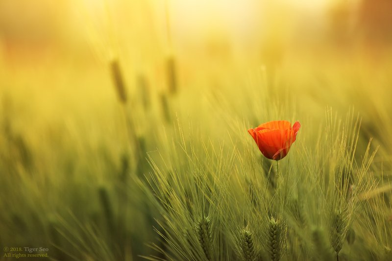 poppy barley red green light sun farm spring flower red in barley фото превью