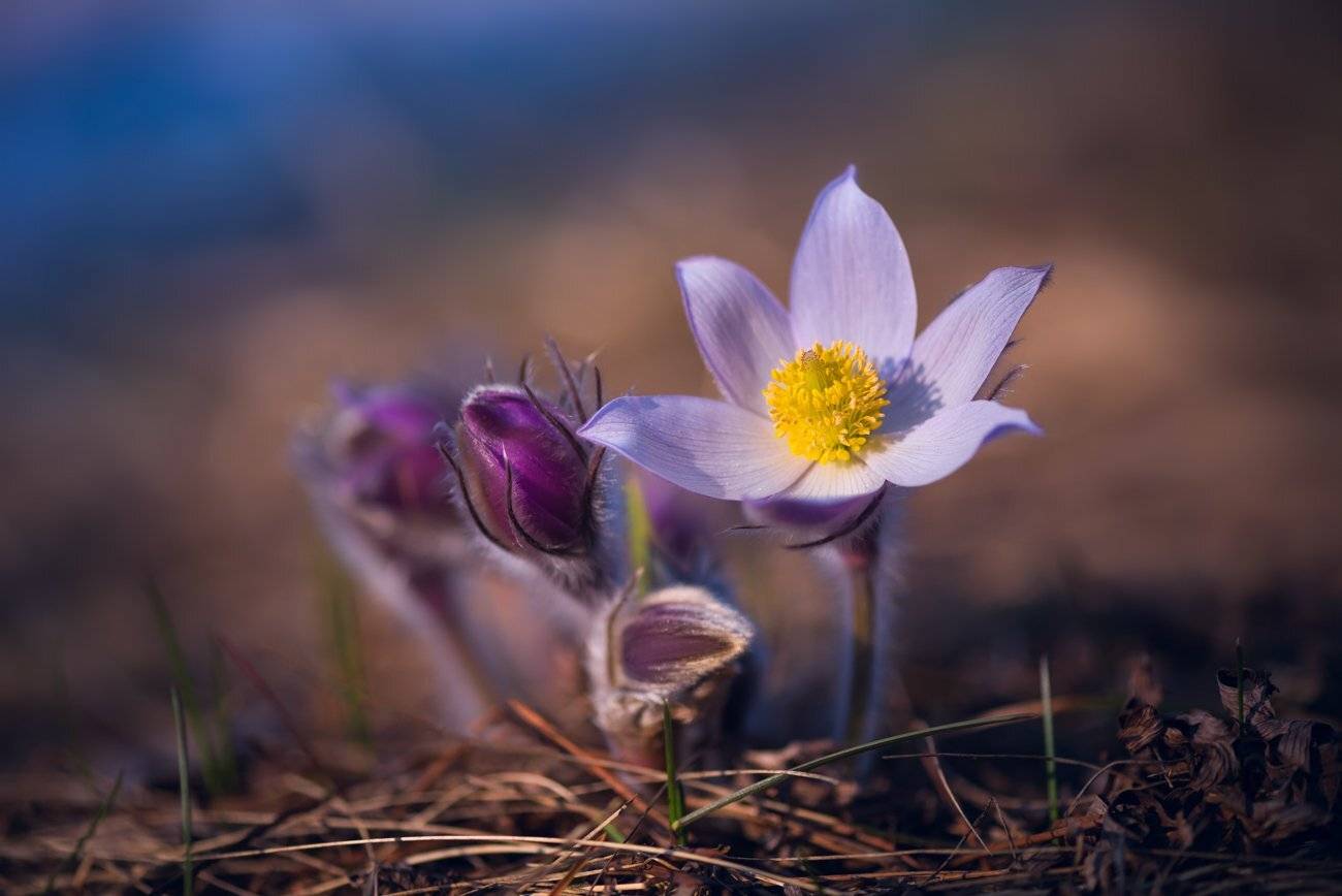 весна, цветы, сон-, трава, Галанзовская Оксана