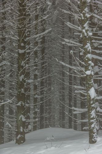 Winter in the Vladeasa Mountains.