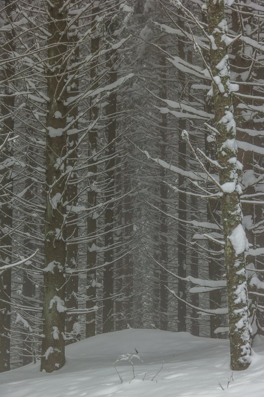 landscape winter mountains snow fog photography photo canvas wallpaper nature trees frame view  Winter in the Vladeasa Mountains. фото превью