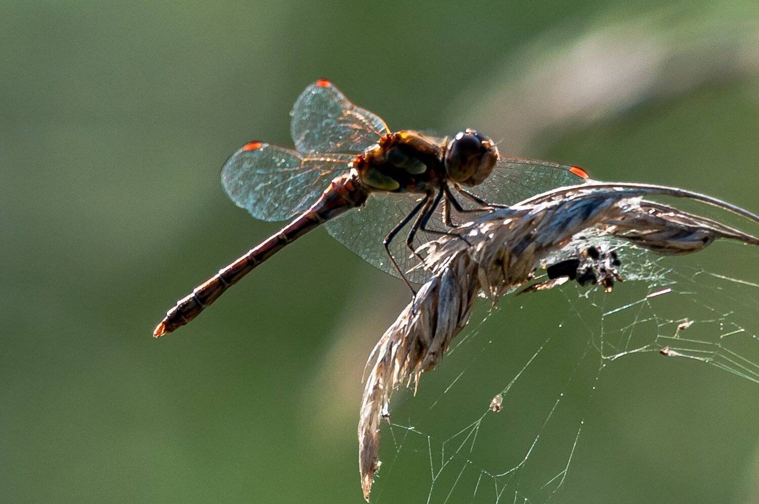 libellule;dragonfly;anax, Sib&eacute;