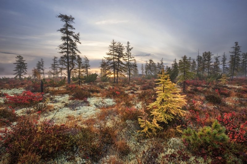 2018, россия, колыма, утро, осень, краски, лиственницы, мох, солнце, туман, тучи В золотом фото превью