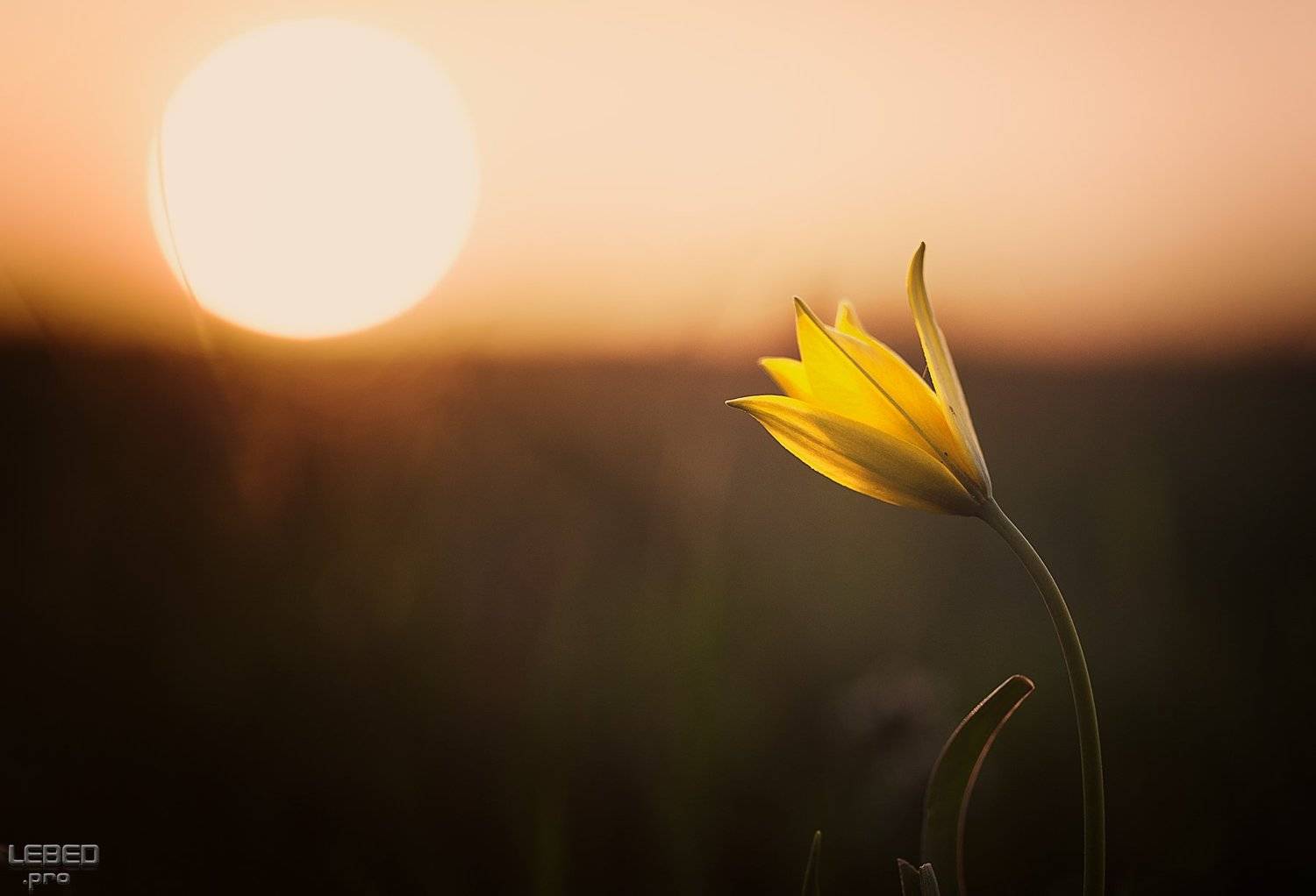 , Виктор Лебедь