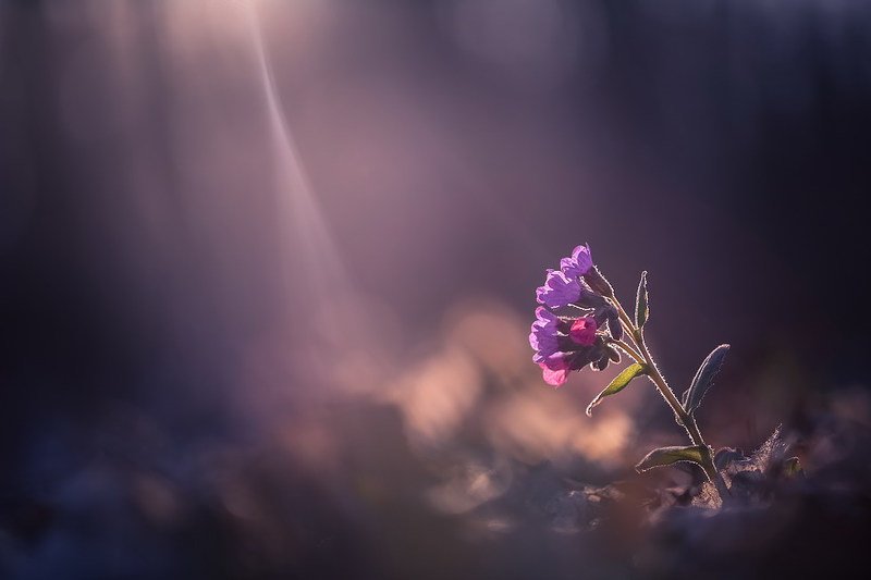 Медуница в меду фото превью