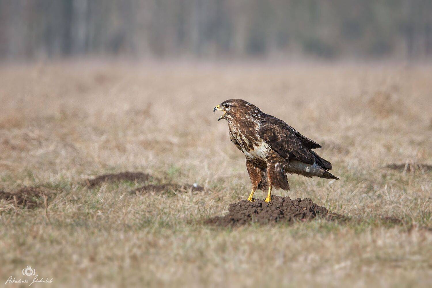 , Arkadiusz Michalak