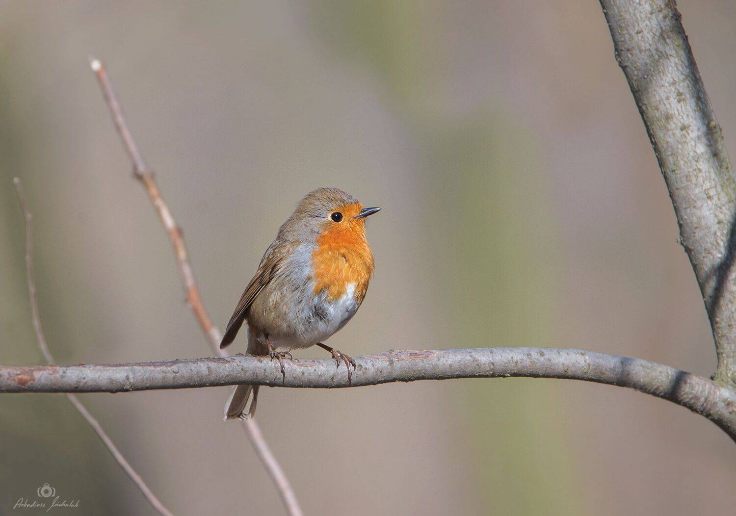, Arkadiusz Michalak