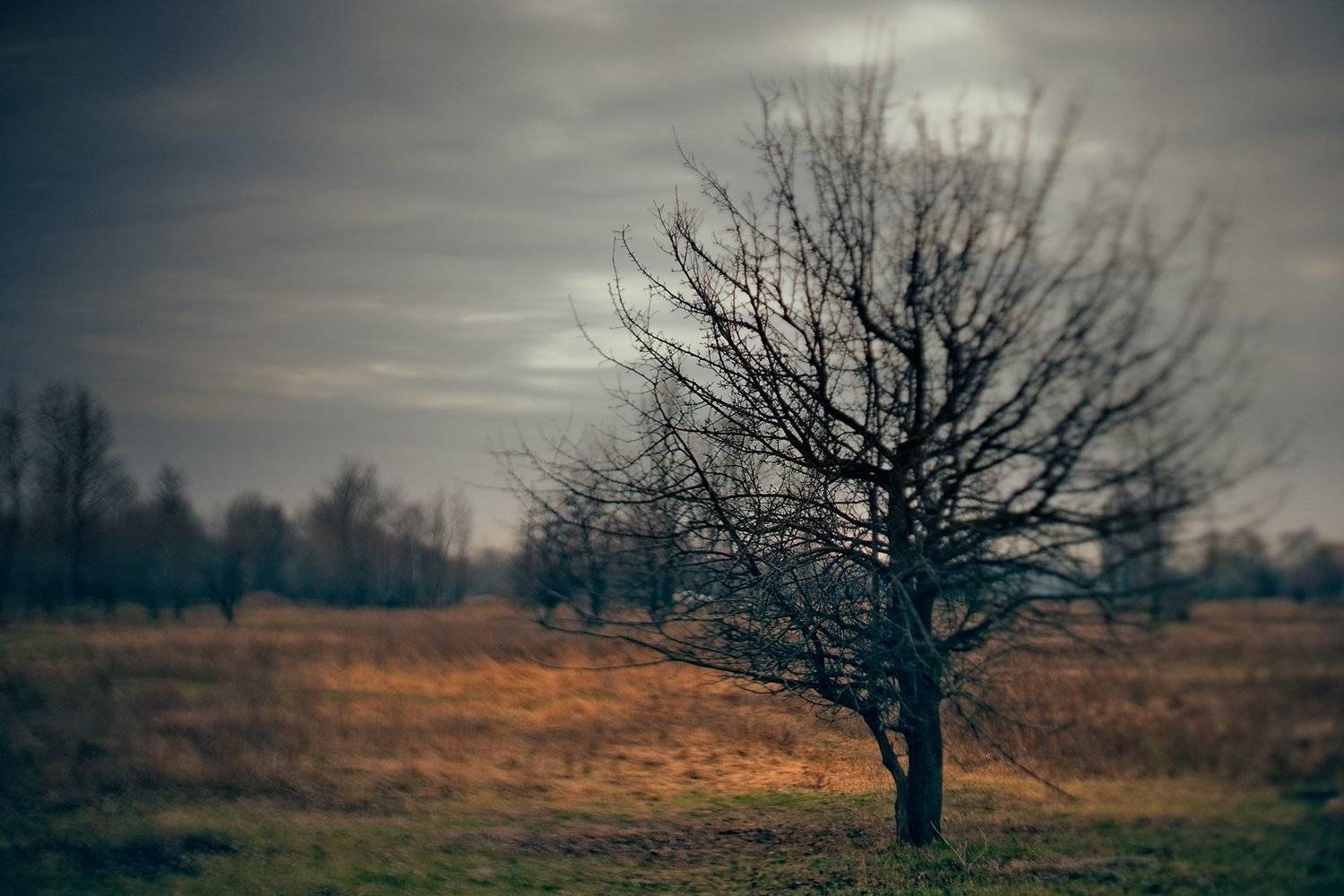 весна, пейзаж, настроение, тилт-шифт, сезон, непогода, пасмурно, weather, spring, season, mood, sad, overcoast, Дмитрий Толоконов