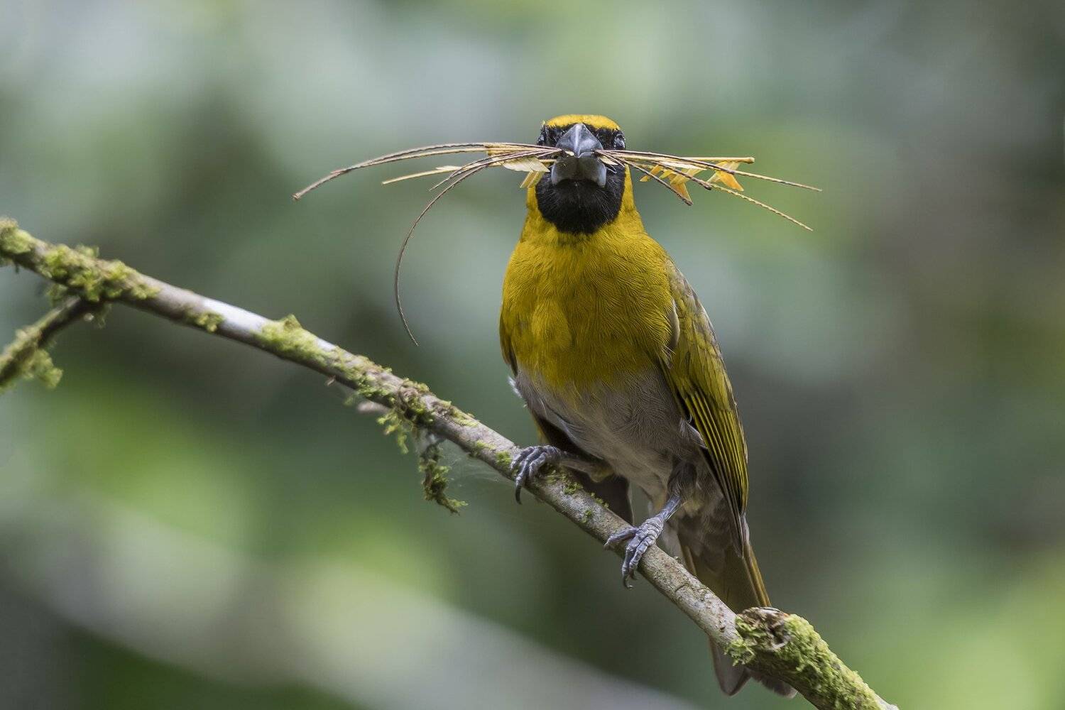 black-faced grosbeak, Fernando Burgalin Sequeira