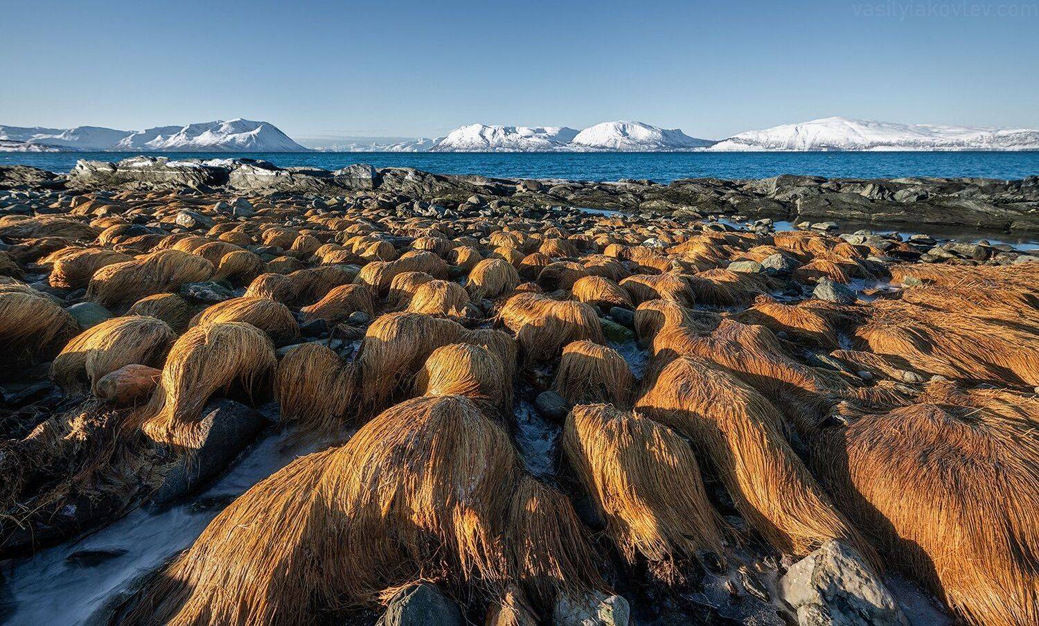 норвегия, Василий Яковлев