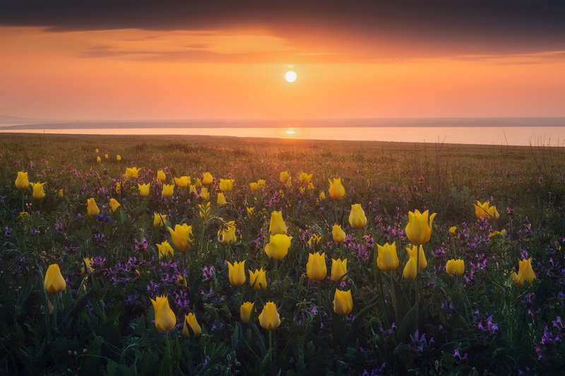 крым, весна в крыму, тюльпаны, керченский полуостров, дикие тюльпаны, опук, опукский заповедник, розовое озеро, озера крыма, фототур, фототур в крым, туры по крыму, путешествия, туризм, кояшское озеро Ваш шанс увидеть тюльпаны! фото превью