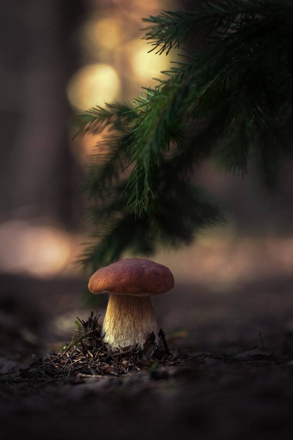 , Вадим Морозов