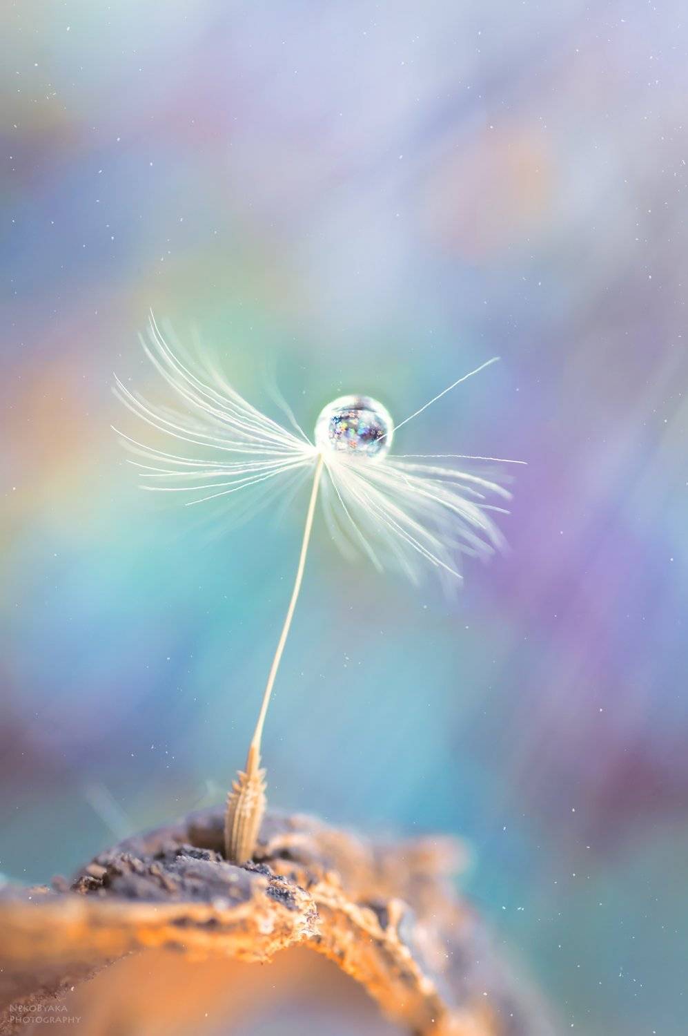 макро, пушинка, капля, радуга, macro, feather, drop, rainbow, fuzz, Тараненко Анжелика