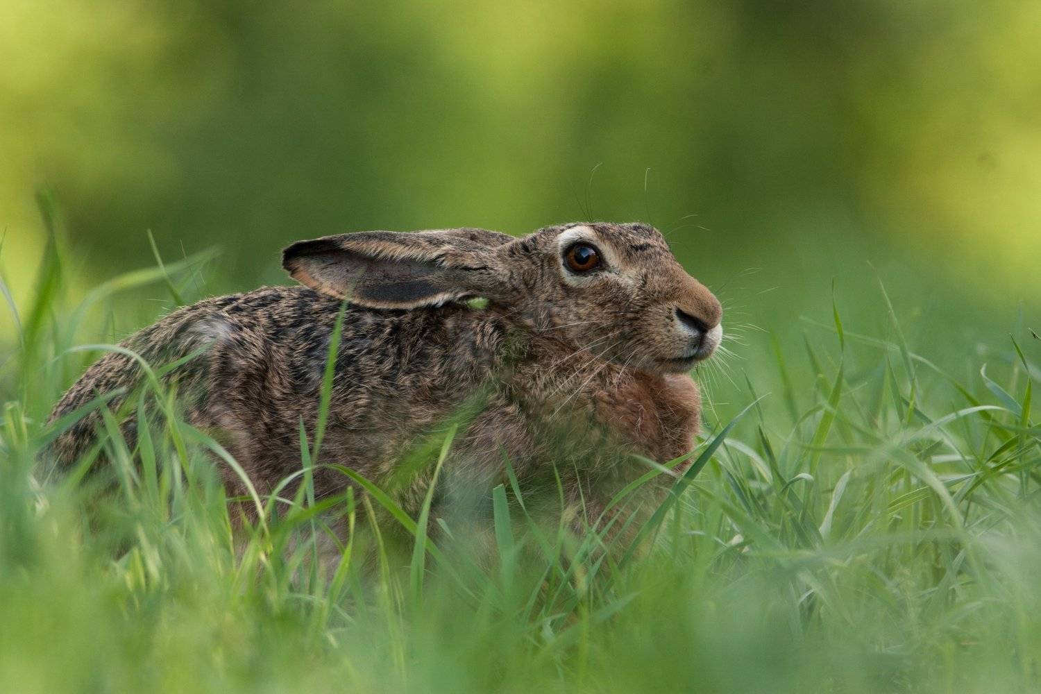 заяц, природа, животные, Цветков Сергей