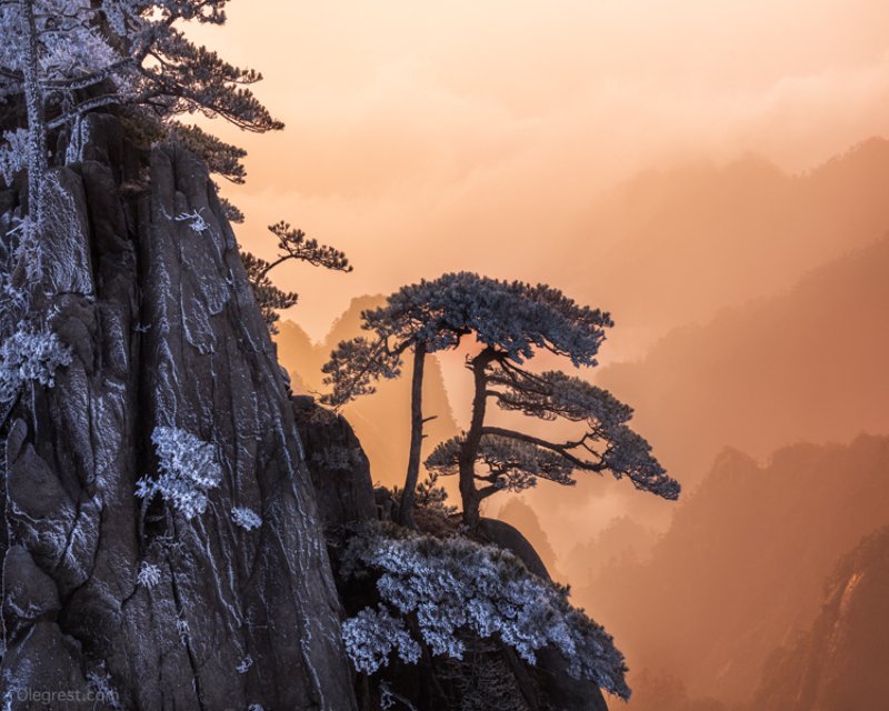 Одинокое дерево фото превью