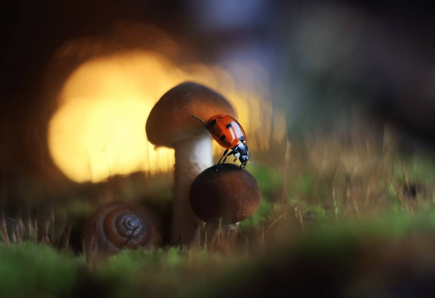 , Лапшина Владлена