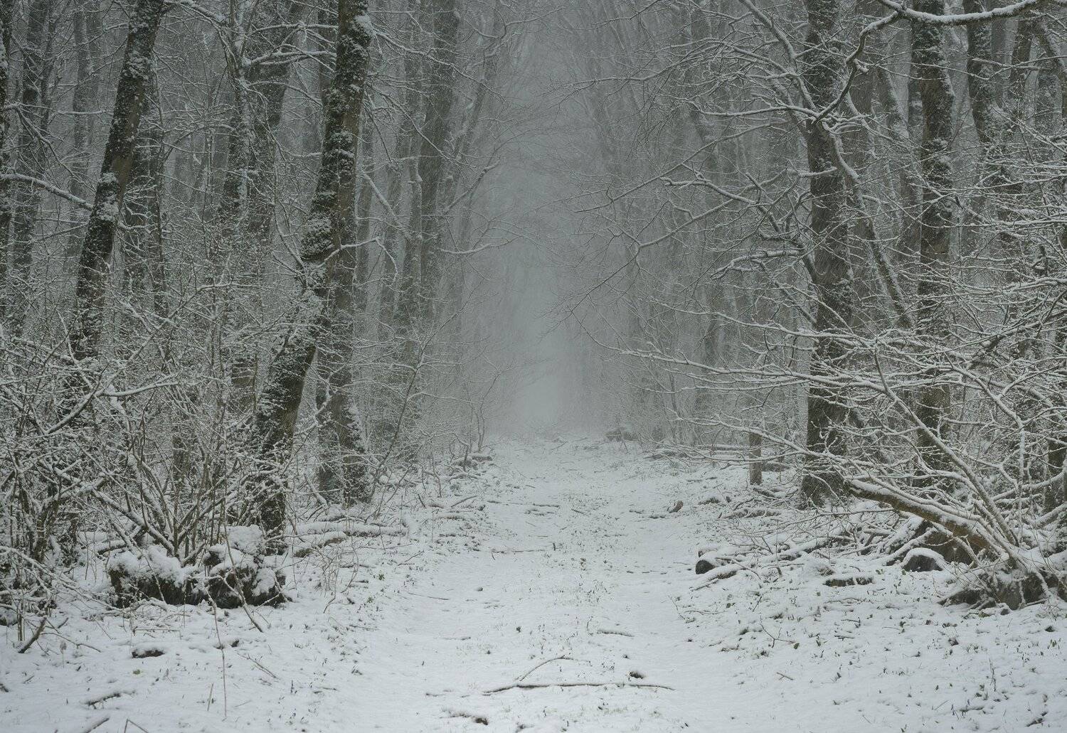 лес туман зима, Александр Жарников