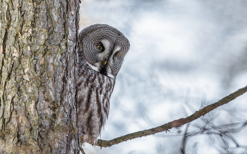 птица, дикая птица, хищная птица, орнитология, дикая природа, фотоохота, неясыть, бородатая неясыть Бородатая неясыть фото превью