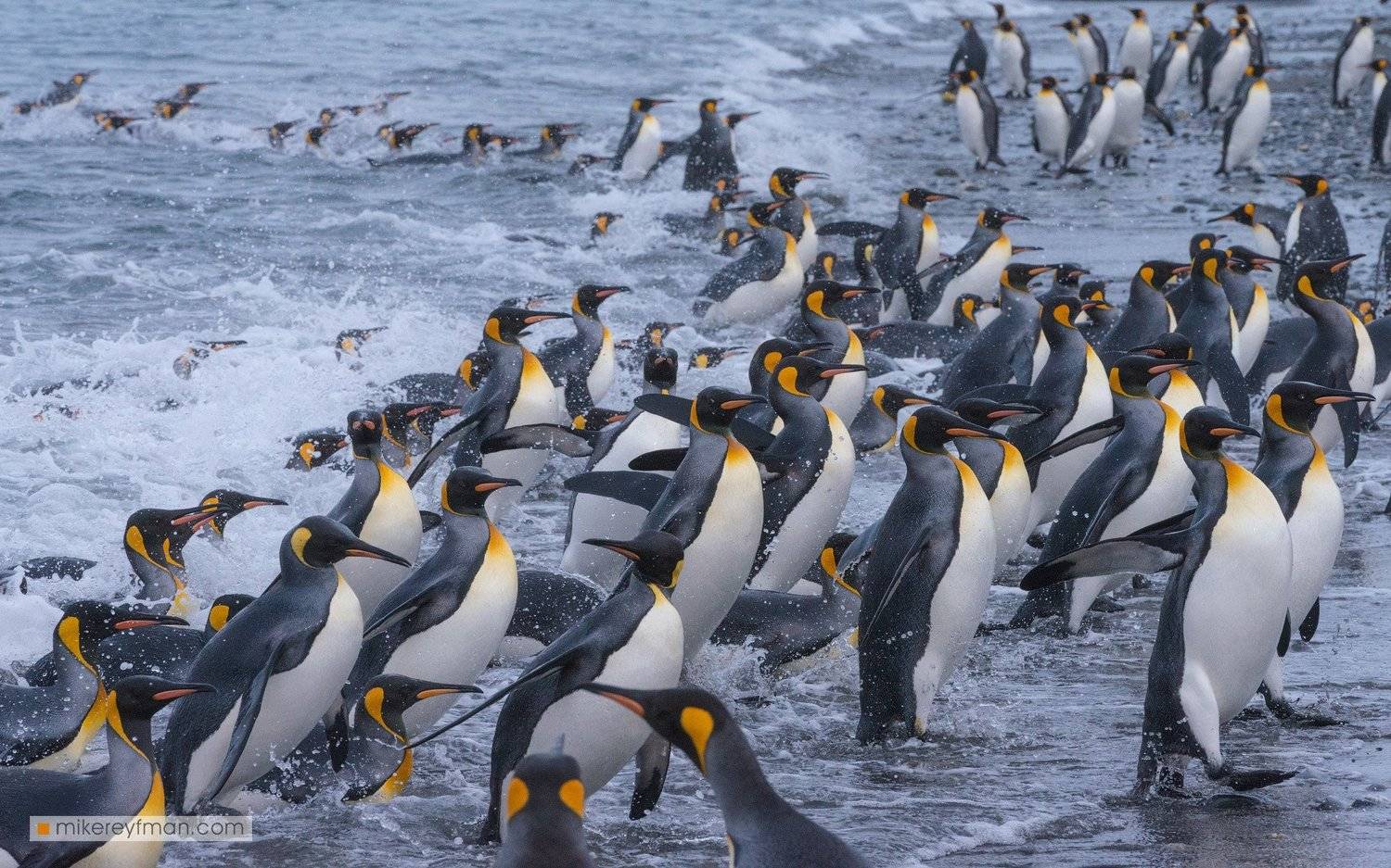 южная джорджия, south georgia, antarctica, king penguin, penguin, salisbury plain, south atlantic, Майк Рейфман