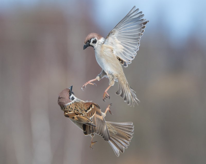 снегирь. воробей. ***** фото превью