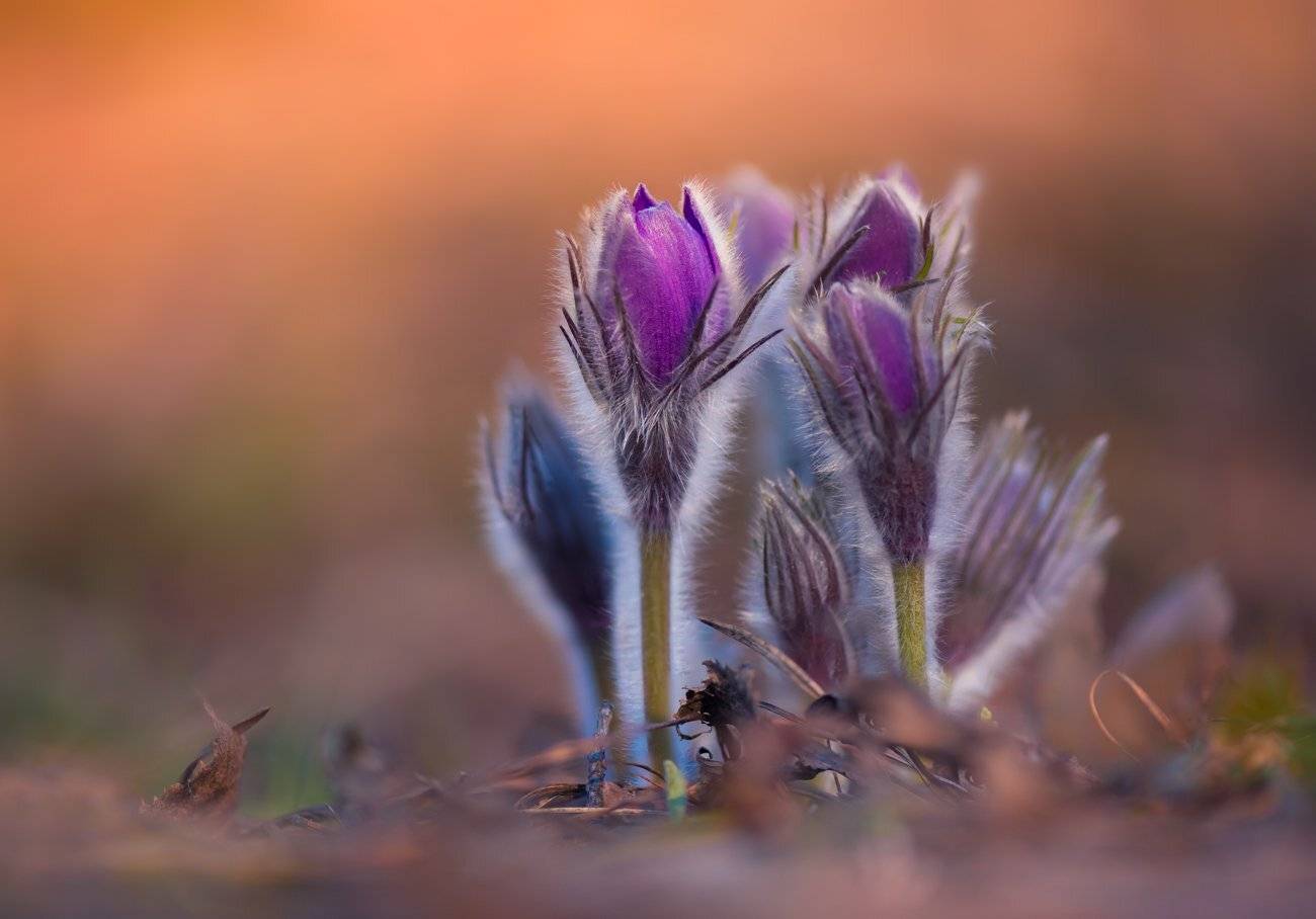 , Галанзовская Оксана