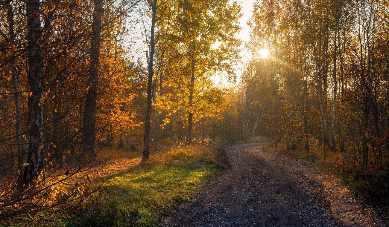 лес, осень, октябрь, утро, рассвет, Галанзовская Оксана
