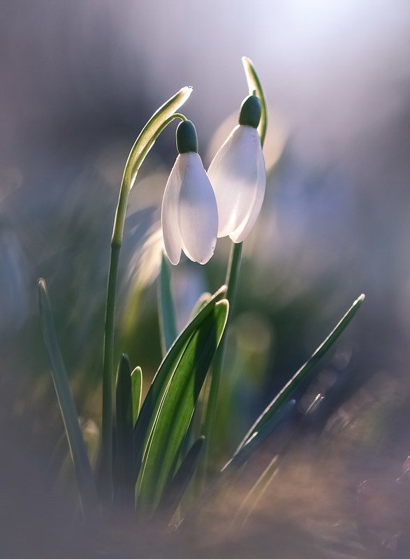 Поцелуйчик фото превью