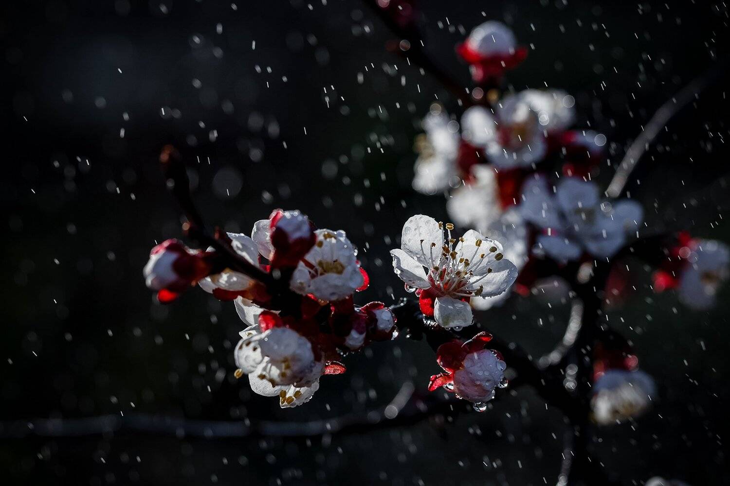 , Инна Сухова