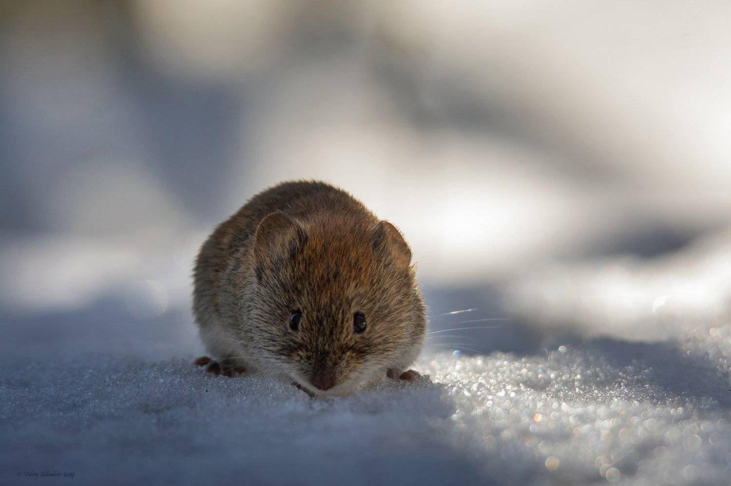 , Валерий Субачев