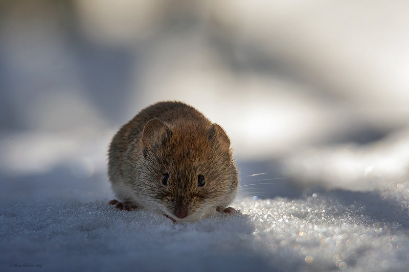 Привет фото превью