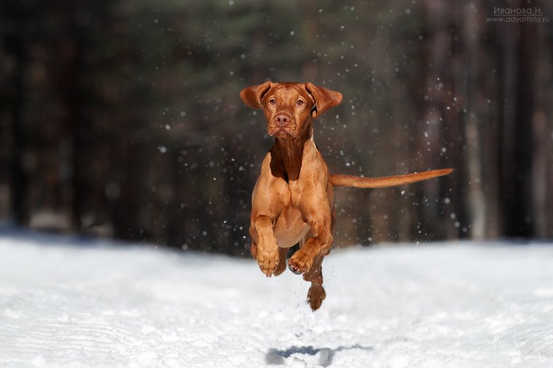 *** фото превью