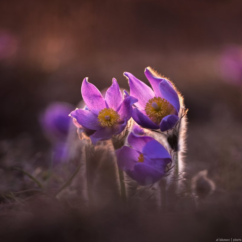 Свет вечерней Звезды фото превью