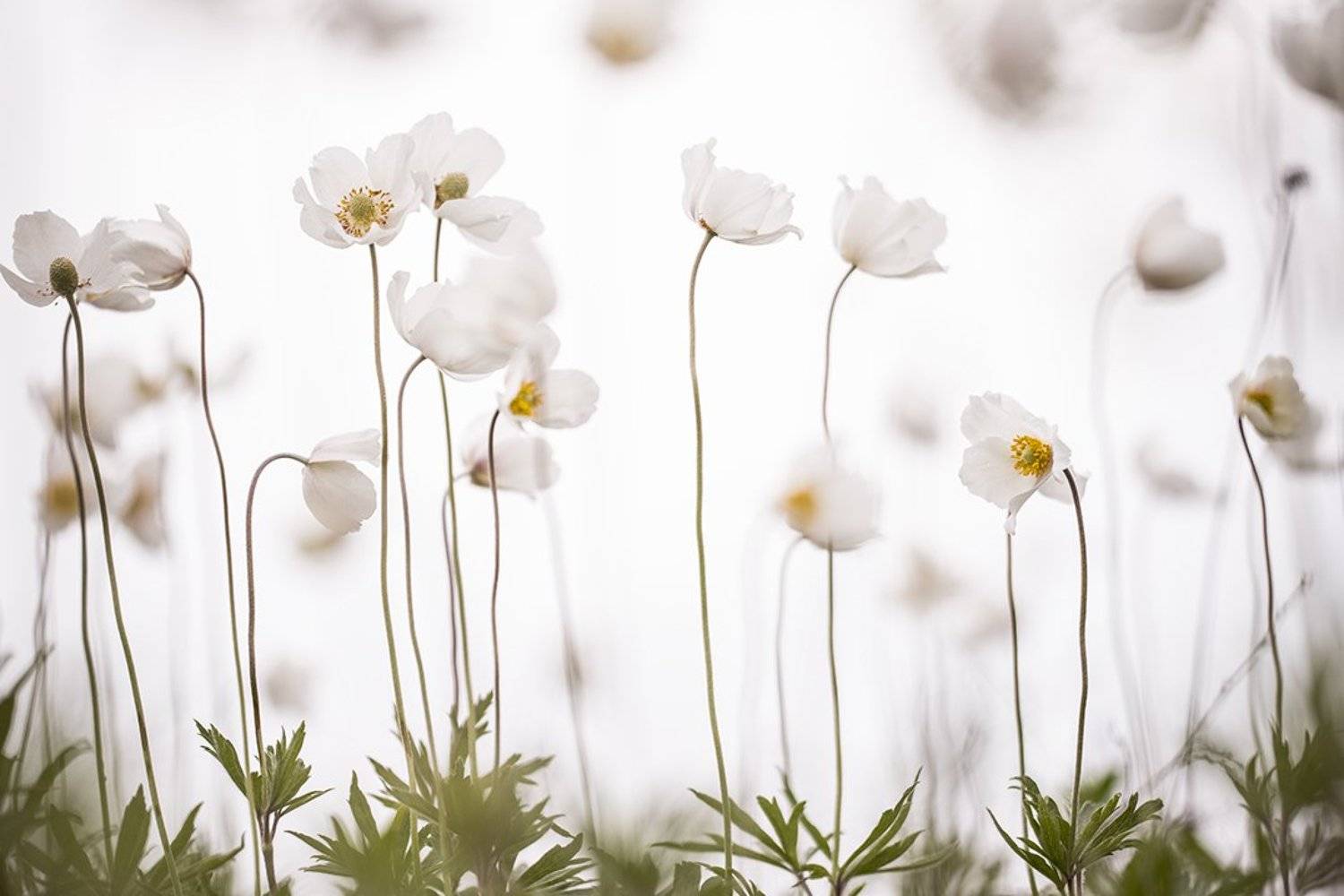 ветреница, цветок, небо, молоко, весна, май, воронеж, дивногорье, позитив,, Геннадий Мещеряков