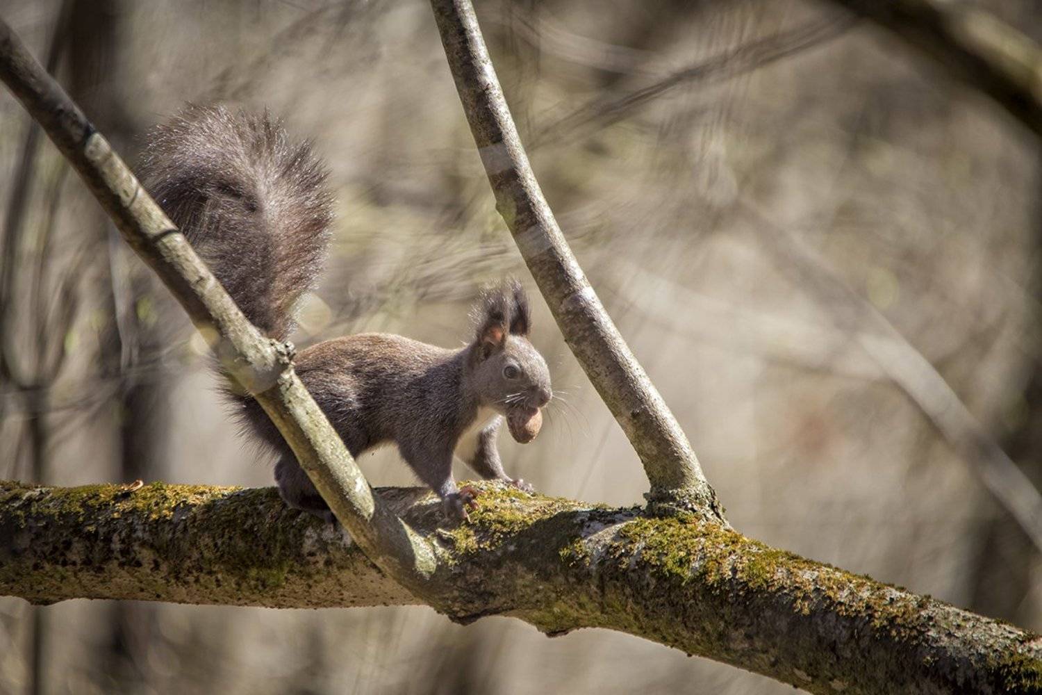 , Nicolae Fanurie Chirobocea