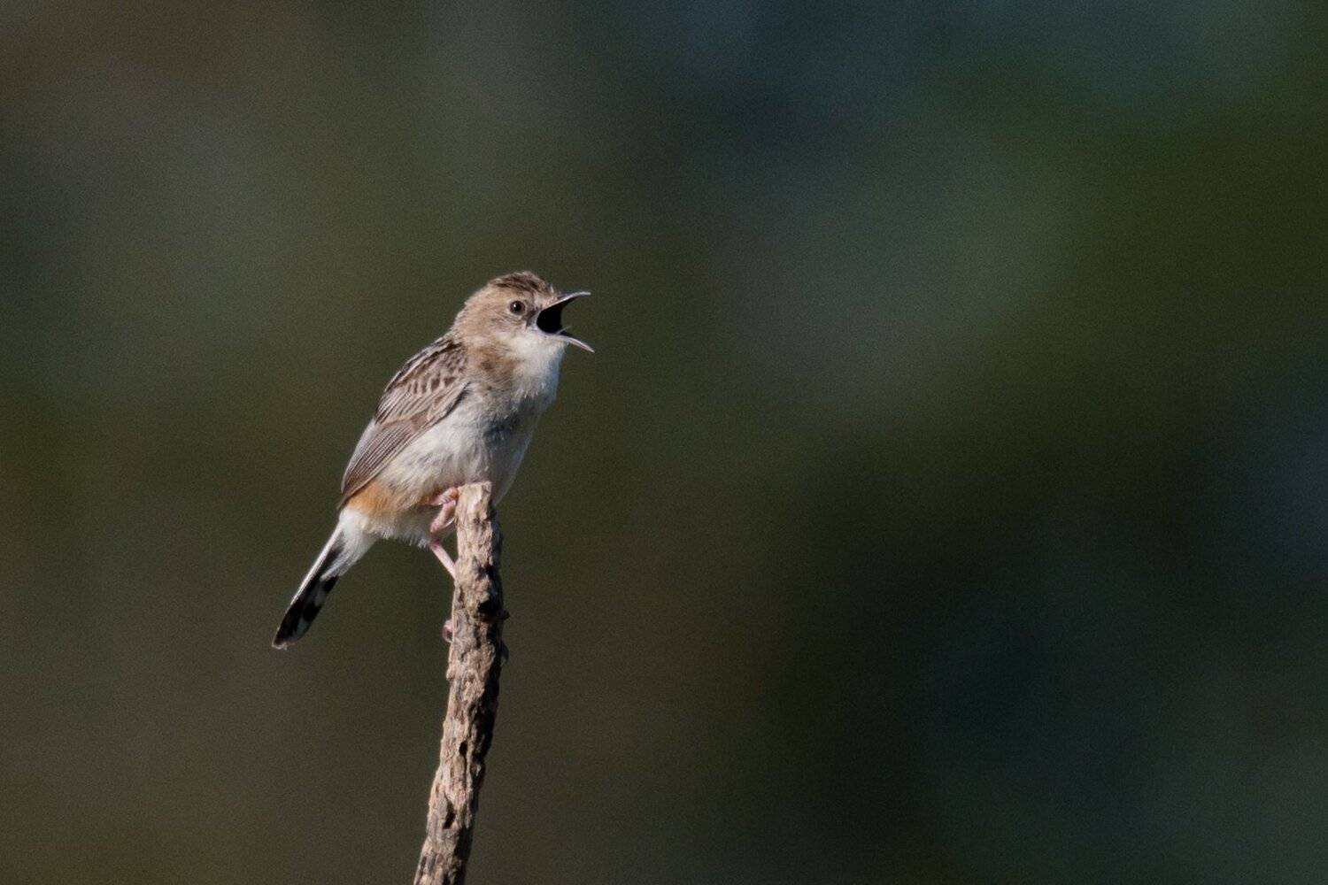 european roller;rollier d'Europe;gu&ecirc;pier d'Europe;Merops apiaster; European Bee-eater;Coracias garrulus;hoopoe, Sib&eacute;