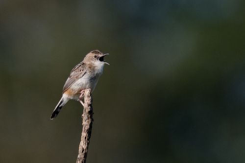 Migrateurs dans l'AUDE