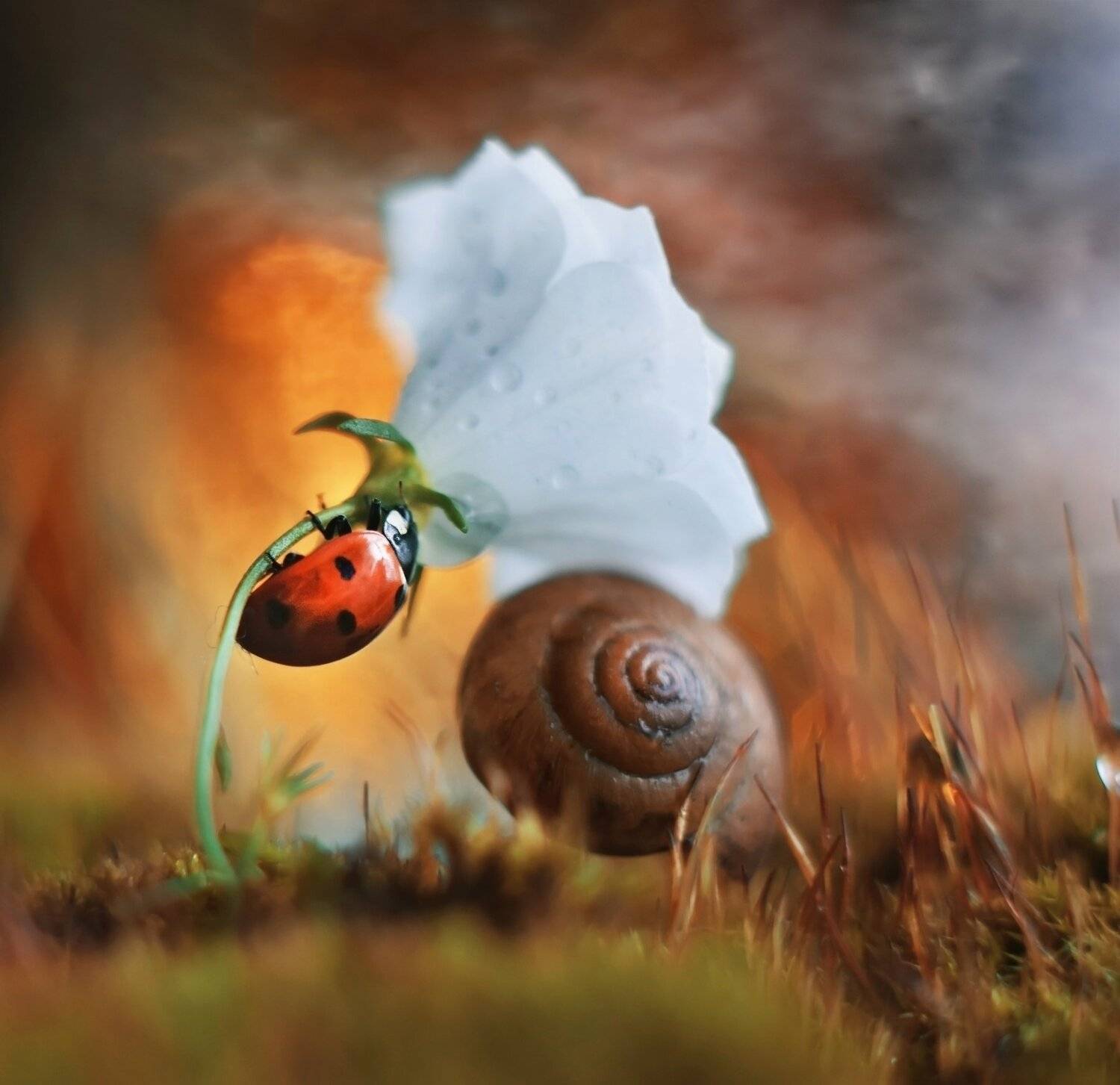 , Лапшина Владлена