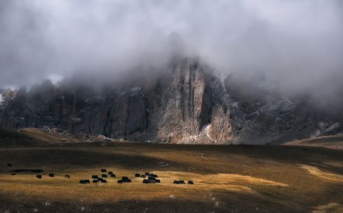 Осетия. Высокогорные пастбища.