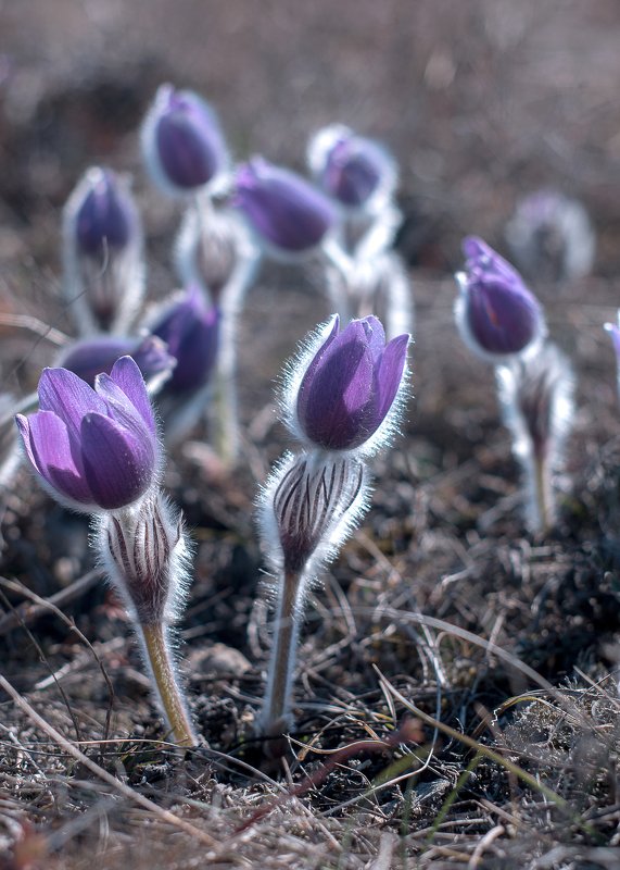 сон-трава,крым..  фото превью