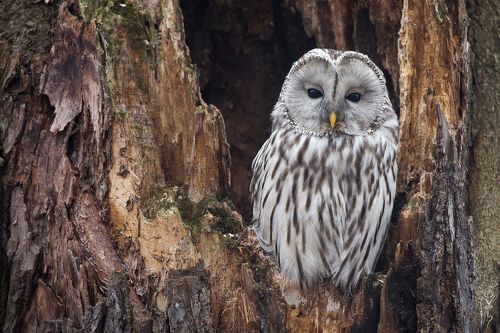 доброжелательные блондинки