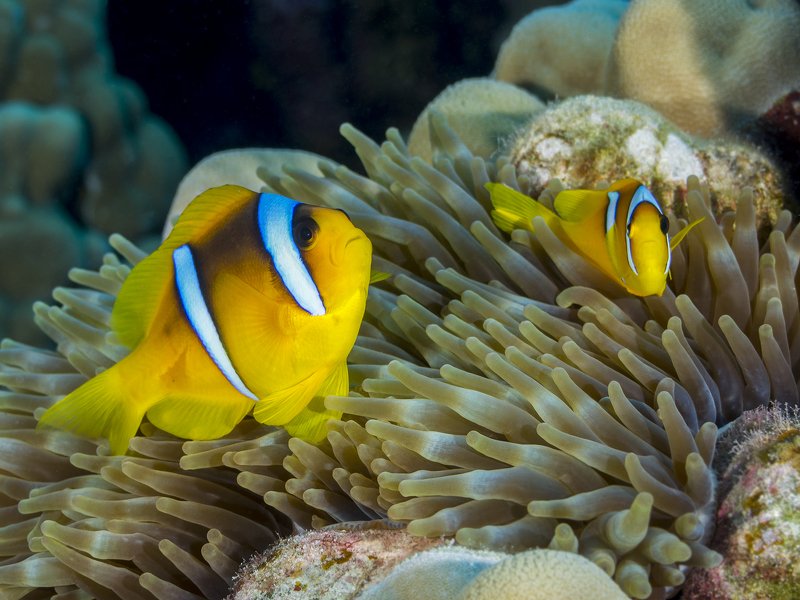 Red Sea Clownfish фото превью