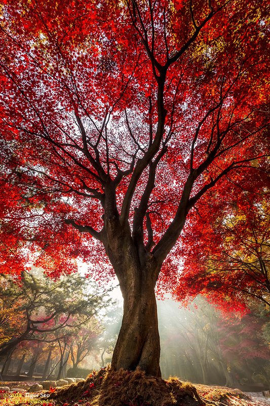 tree red autumn ray sun light leaf Red tree фото превью