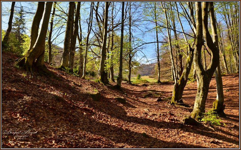 карпаты, весна, боржава, первая зелень, лес, листва Весна. Первые листочки фото превью