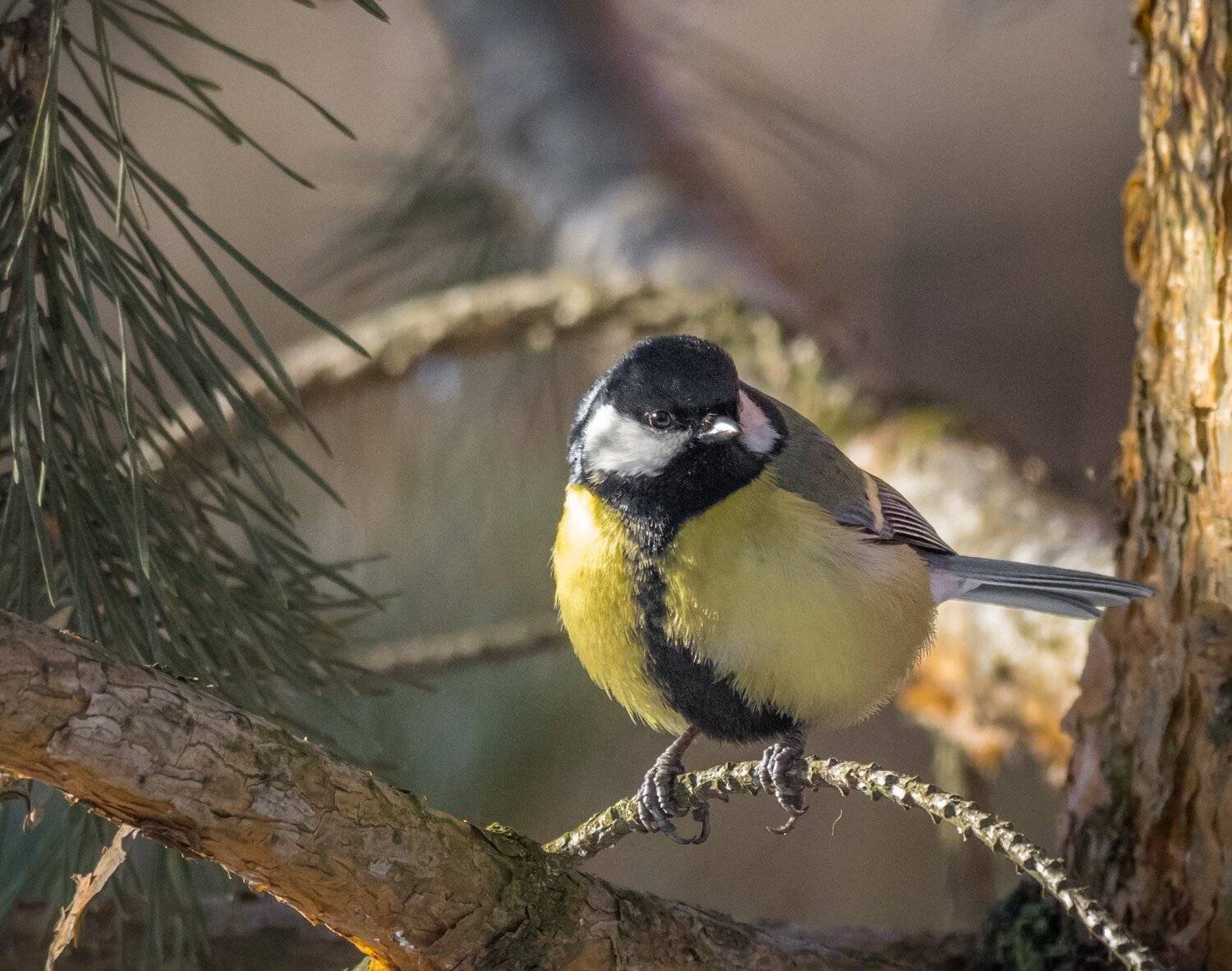 , Курлянцев Алексей