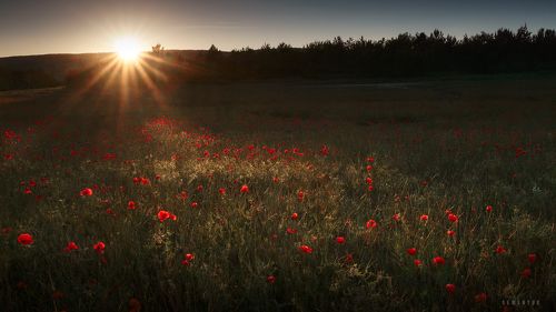 Маково-рассветная.