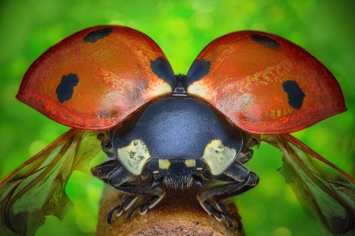 ceclii, macro, extrememacro, nikon d3400, semiplan 3.2, Tsvetan Ganev