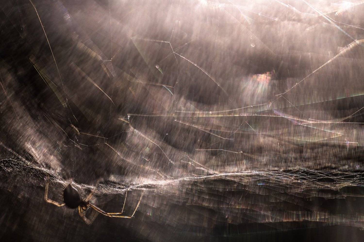 паук, макро, сети, ожидание, мастер, свет, воронеж, геннадий мещеряков, Геннадий Мещеряков